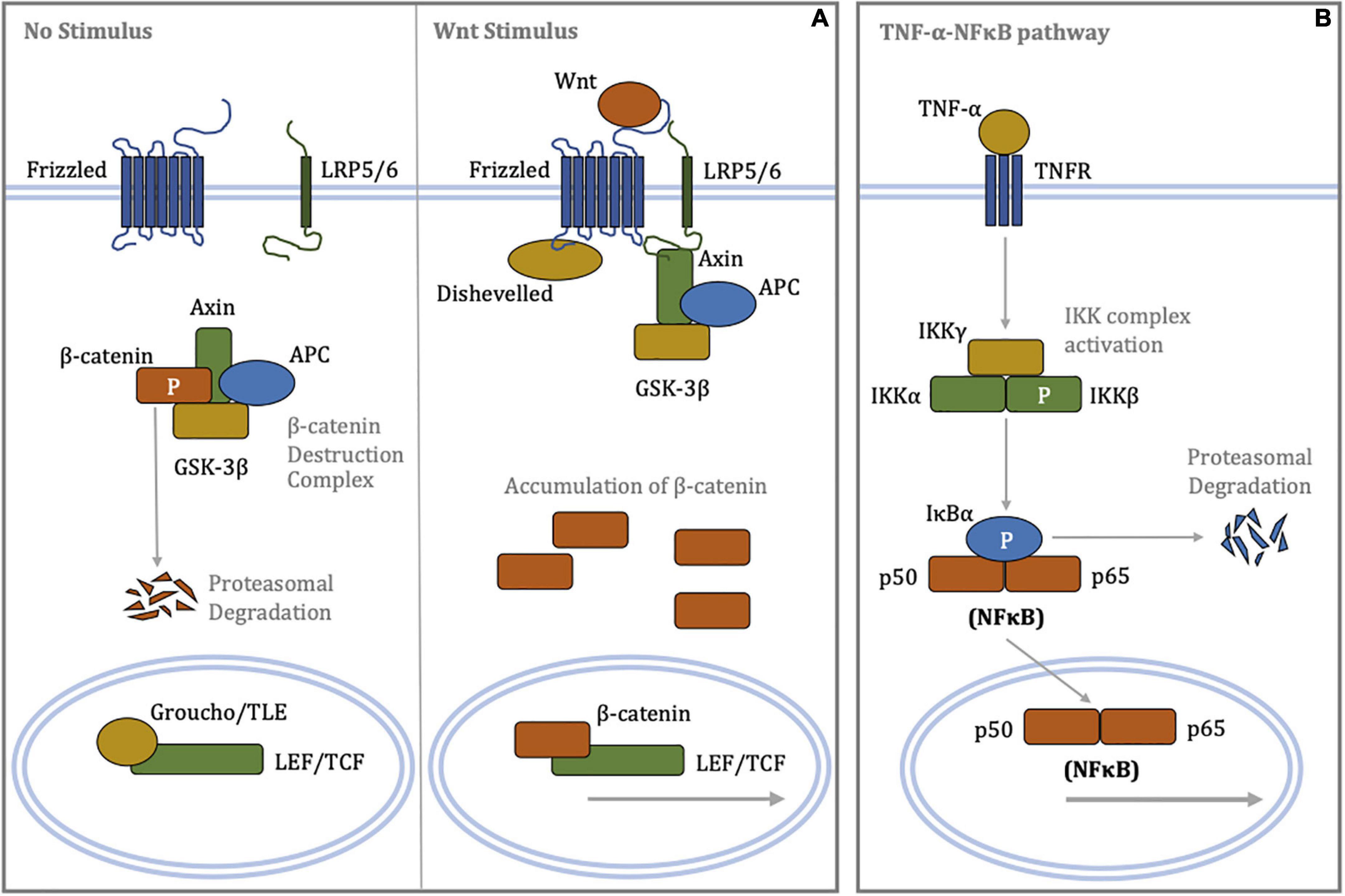 Pro-inflammatory role of Wnt/β-catenin signaling in endothelial dysfunction
